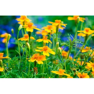 Gewürztagetes orange Tagetes tenuifolia ‘Orange Gem’ 100 Samen