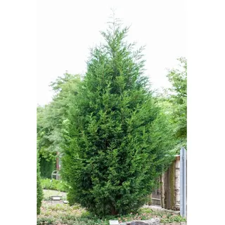 pflanzen-für-dich.de Cupressocyparis leylandii 40–60 cm