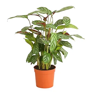 Dehner Korbmarante Compactstar, Hellgrün, Grün