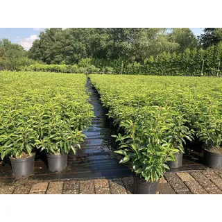 30st. Portugiesischer Kirschlorbeer 60-80cm im Topf Kirschlorbeer Prunus lusitanica 'Angustifolia' Lorbeer Gartenhecke Sichtschutz Heckenpflanzen