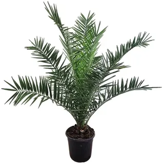 meinvipshop Zimmerpflanze Phoenix canariensis Dattelpalme 75cm XXL