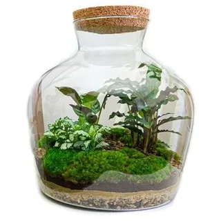 Flaschengarten "Fat Joe" - DIY-Pflanzenterrarium - 30 cm hoch