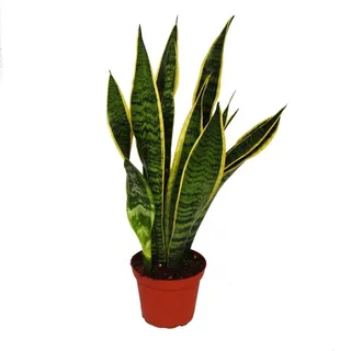 EXOTENHERZ Sansevieria Trifasciata Bogenhanf 12cm Topf