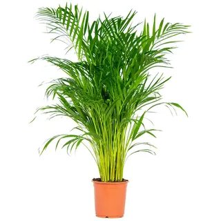 Bloomique - Dypsis Lutescens - Goldfruchtpalme - Areca Palme - Zimmerpflanzen Groß - Pflegeleicht - Haustierfreundlich - Höhe 100-120 cm - Topf 21 cm