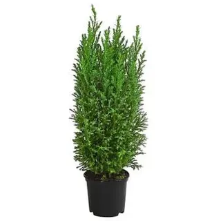 Scheinzypresse 'Ellwoodii', Hellblau, Grün
