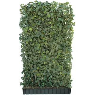 Hecke am laufenden Meter® 'Woerneri' - Efeu, ca. 200 cm, Dunkelgrün