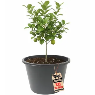 BigDean Blumenkübel XXL 90 Liter 43cm hoch 63cm