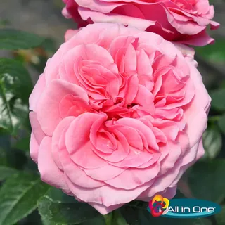 Duftende Edelrose 'Comeback'®. rosa bis hellrosa, Topf 5 Liter, 4 Pflanzen