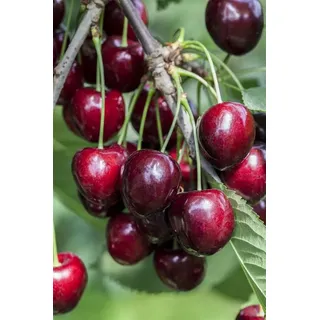 Pflanzen Für Dich Prunus Avium 'kordia' -r- Cac 150-200cm Im 7,5l Topf