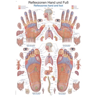 Lehrtafel Reflexzonen Hand und Fuß 50x70cm