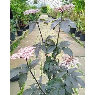 dinispflanzenwelt Schwarz roter Holunder Sambucus nigra Black Lace' 60-80 cm winterhart Freilandaufzucht