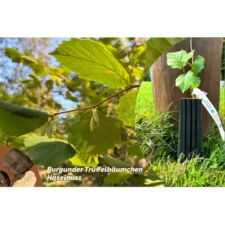 Haselnuss-Burgunder-Trüffelbäumchen