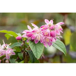 pflanzen-für-dich.de Deutzia Magnifica 'tourbillon Rouge' 3 L 40- 60