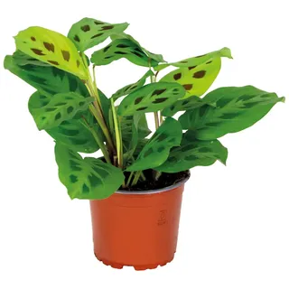 Bloomique - Maranta Kerchoveana - Gebetspflanze - Zimmerpflanzen - Luftreinigend - Höhe 10-15 cm - Topf 12 cm
