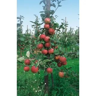 PlantaPro Malus/Pyrus/Prunus Zwergobst 40 cm Stammhöhe – Winterhart, Mehrjährig, Pflegeleicht – Zwergobstbaum Terrassenobst – Obstbaum für Terrasse & Balkon