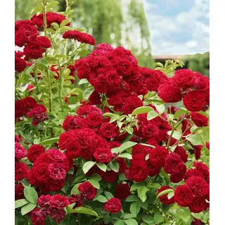 BALDUR Garten Rose Rambler-Rose 'Chevy Chase', 1 St., Gefüllt-blühend, gefüllte Blüten, winterhart, mehrjährig rot