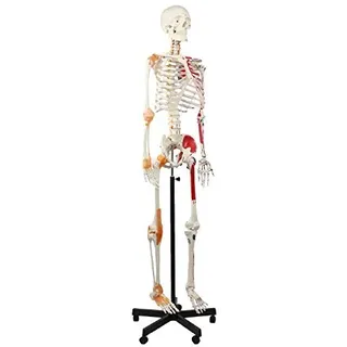 Cranstein A-125 Skelett Modell mit Muskelbemalung, Ligamenten und flexibler Wirbelsäule, 180cm (mit Muskel, flexible Wirbelsäule)