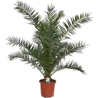 Kanarische Dattelpalme 80-100 cm - Phoenix canariensis - Phönixpalme