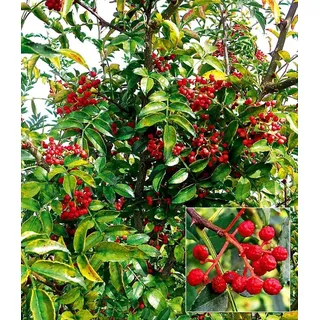 BALDUR Garten 1x Szechuan-Pfeffer, Pflanze im 1 Liter-Topf | selbstfruchtend, Pfefferstrauch, winterhart, mehrjährig, blühend, duftend, Zanthoxylum simulans, essbare Früchte