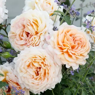 KORDES ROSEN Edelrose, Rosa »Grossherzogin Luise®«, Blüte: apricot, gefüllt