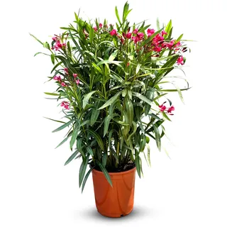Sunny Tree - Pflanze - Oleander - Nerium Oleander - Farbe Rot - Höhe 100-120 cm - für draußen - Immergrün im Winter