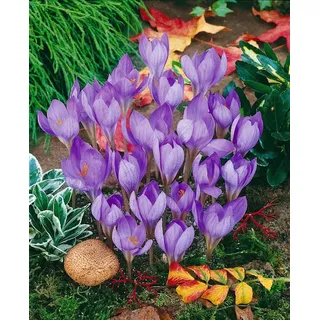 Pflanzen für Dich Staude Crocus speciosus, 1 St., Pracht-Herbst-Krokus, Herbstkrokus blau