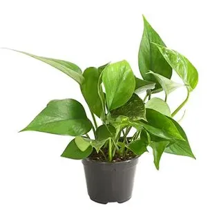 Efeutute - Epipremnum aureum, Grün, Creme, Weiß
