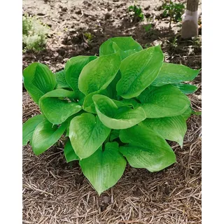 Pflanzen Für Dich Hosta x cult., 'Sum and Substance' Funkie Ca. 11x11 cm Topf