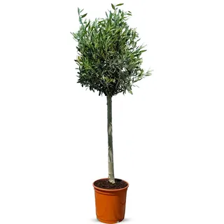 sunny tree Olivenbaum Hochstamm 130cm - Winterhart bis -18° Fruchtbildend Obstbaum Sonnige Standorte
