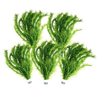 5 Bund Wasserpest, Teich Pflanze, Wasserpflanze, Elodea Densa, Aquarium Pflanze, mini Teich Daxton-Plant