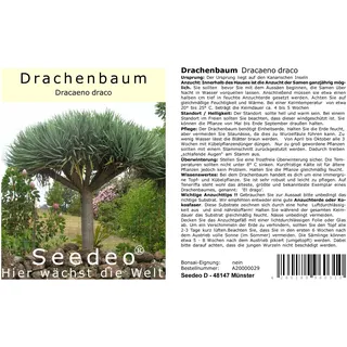 Seedeo® Drachenbaum (Dracaena draco) 6 Samen