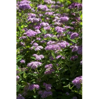 Pflanzen Für Dich Spiraea Japonica 'little Princess' P 9 Eck