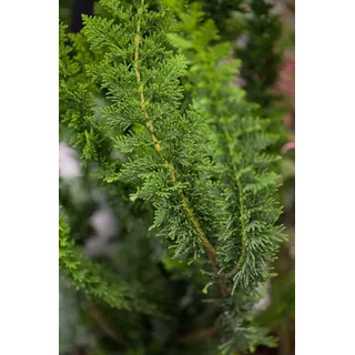 PlantaPro Hinoki-Scheinzypresse 'Teddy Bear' 25-30 cm Topf Chamaecyparis obtusa | Chamaecyparis obtusa, kugelig kompakt, immergrün, sonnig bis halbschattig, Kübel und Steingarten, winterhart bis -20 °C