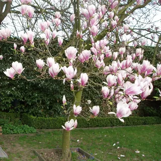 Magnolia soulangeana von INTRAGARTEN | Tulpen-Magnolie Frühlingsblüher | 40-60cm im 5 Liter Topf