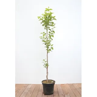 Pflanzen Für Dich Diospyros Kaki Vaniglia Kaki Kakipflaume 125–150 cm