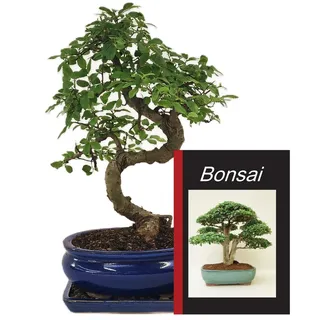 Anfängerset Bonsai-Set Ulme - 3 teilig - ca. 30 cm hoher Ulmen Bonsai, 1 Bonsai Buch und 1 Untersetzer