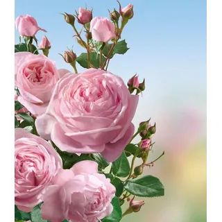 BALDUR Garten Kletterpflanze Kletter-Rose 'Nahéma®', 1 St., Kletterpflanze, winterhart, mehrjährig, pflegeleicht rosa