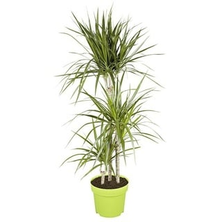 Piardino Drachenbaum  (Dracaena marginata, Topfgröße: 21 cm, Blattfarbe: Grün/Rot)