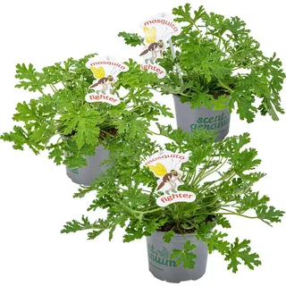 Bloomique - 3er Set - Pelargonium Graveolens - Zitronengeranie - Geranien Pflanzen - Anti Mücken - Herrlich Duftend - Höhe 15-25 cm - Topf 12 cm