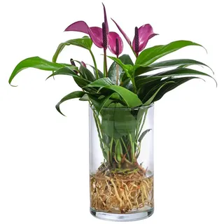 Dehner Waterplant Flamingoblume, im Glas Ø Anthurium Zizou, lila