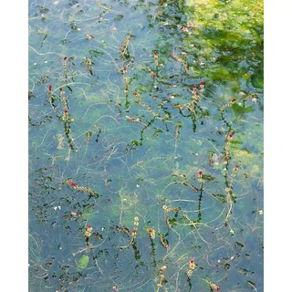 Pflanzen für Dich Staude Myriophyllum spicatum, 1 St., Ähriges Tausendblatt, Tausendblatt