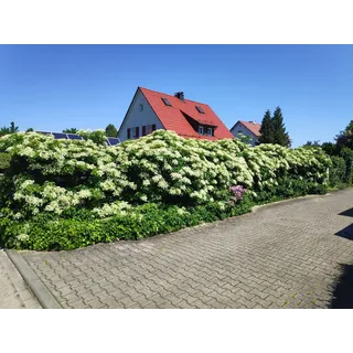 Baumschule Gold Kletterpflanze Kletterhortensie Hydrangea petiolaris 40-60 weiß