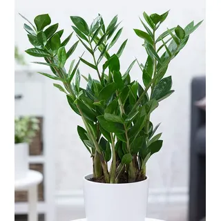 BALDUR Garten Zimmerpflanze Zamioculcas ca. 55-65 cm hoch, 1 St., Zimmerpflanze, pflegeleicht grün