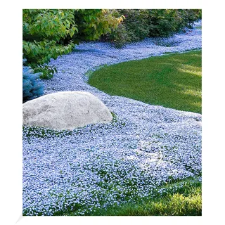3 x BALDUR Garten Winterharter Bodendecker Isotoma 'Blue Foot®', 3 Pflanzen Isotoma fluviatilis trittfest, Blauer Bubikopf Gaudich Rasen-Ersatz, Polsterstaude, winterharte Staude, mehrjährig, blühend
