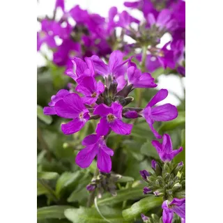 Pflanzen für Dich Staude Arabis bleph., 1 St., Rosa Gänsekresse rosa