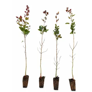 Blutbuchen 10st. 50-80cm rötlicher Austrieb Heckenpflanze Blutbuchen Fagus sylvatica Purpurea Gartenhecke Wurzelware Baum Hecke Ganzjährig pflanzbar