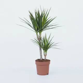 Plant in a Box - Dracaena marginata - - Höhe 70-80cm - Topf 17cm