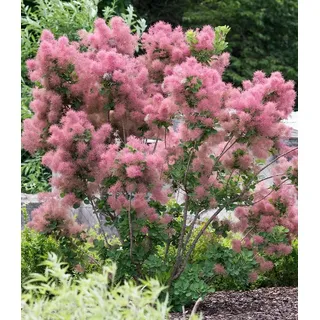 BALDUR Garten Zierstrauch Perückenstrauch Cotinus 'Smokey Joe®', 1 St., Rosa,winterhart, mehrjährig, pflegeleicht rosa