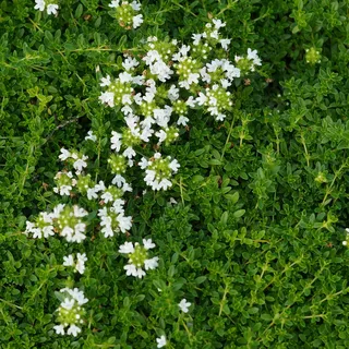 Blumixx Stauden Thymus serpyllum 'Albus' – Weißer Sand-Thymian, winterhart & bodendeckend, weiß blühend, im 0,5L Topf, ideal für sonnige Standorte & Insektenfreundlich