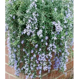 BALDUR Garten 1x Hänge-Rosmarin 'Blue Cascade®', Pflanze im 9x9 cm-Topf, winterharte Staude, mehrjährig, bienenfreundlich, pflegeleicht, für St...